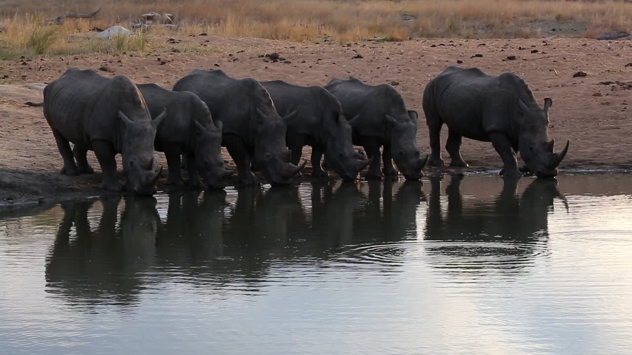 En gruppe på seks hvide næsehorn på række, der drikker samtidig fra et vandhul i Afrika