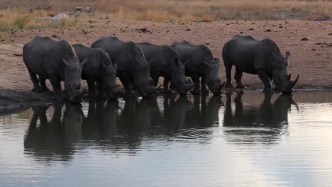 a crash of six white rhino in a row drinking simultaneously from a watering hole in africa