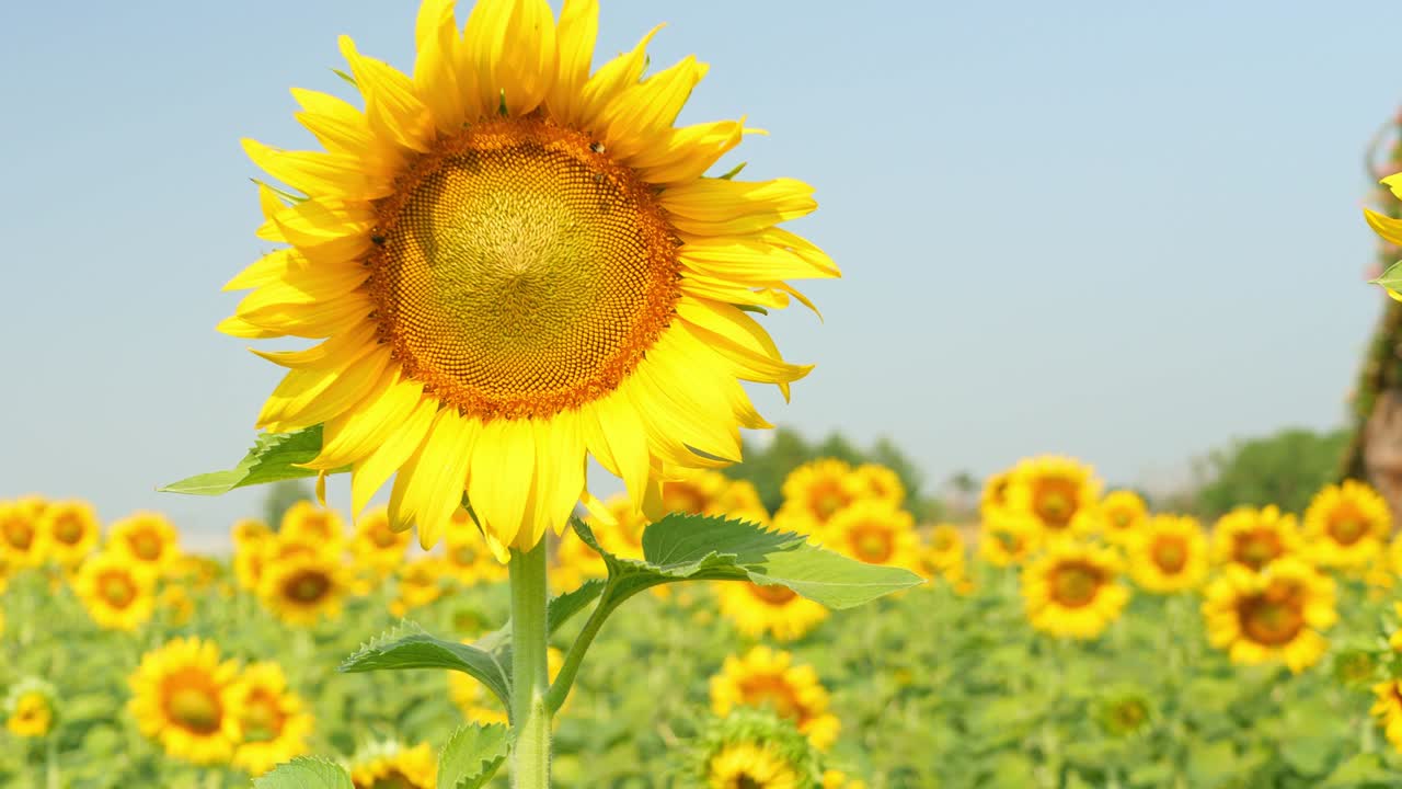 안하세요, 선플라워 - 푸른 하늘을 배경으로 선플라우의 다채로운 비디오