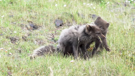 Bored-small-arctic-fox-cub-accosts-his-mother-to-play-by-biting-and-jumping