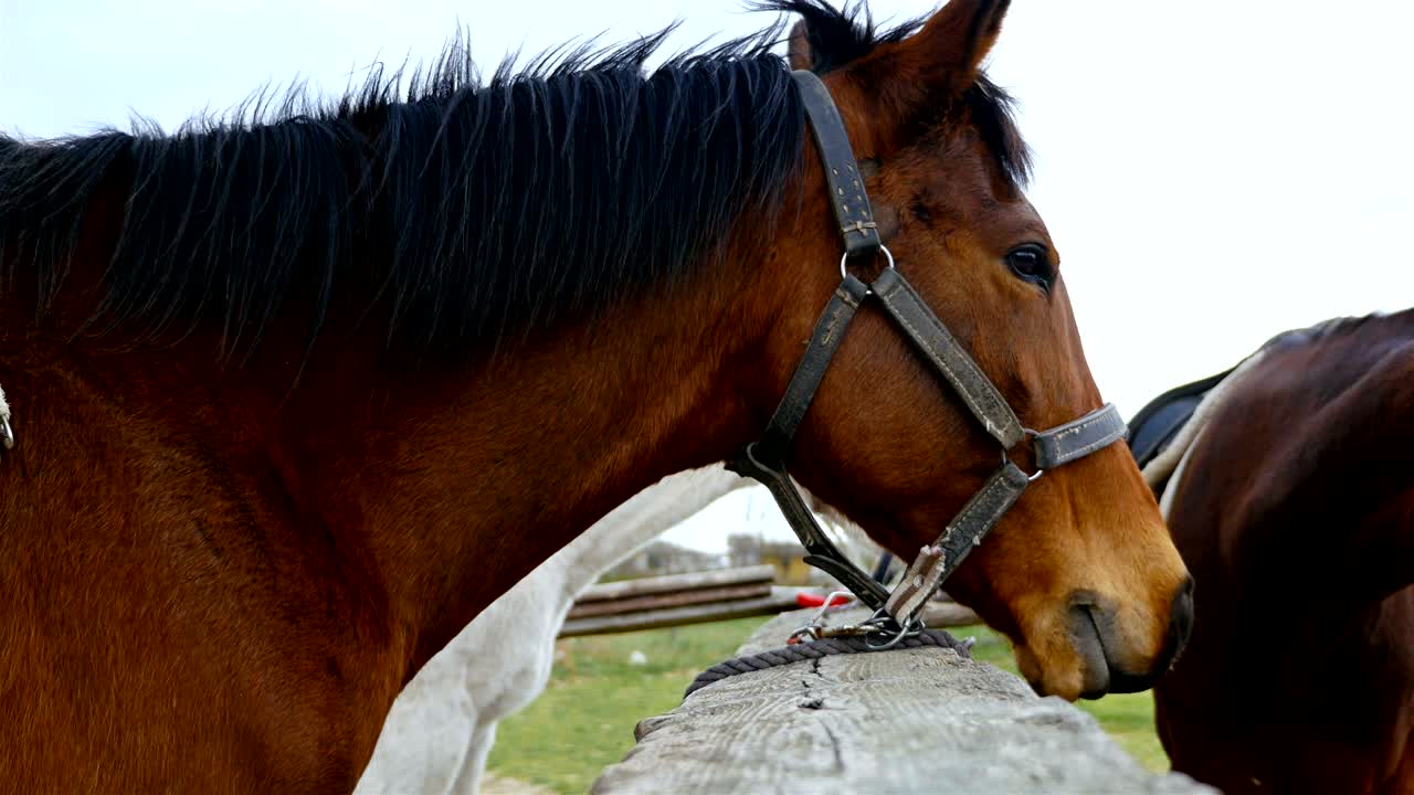 caballos contra el cielo en la granja de caballos, 4k