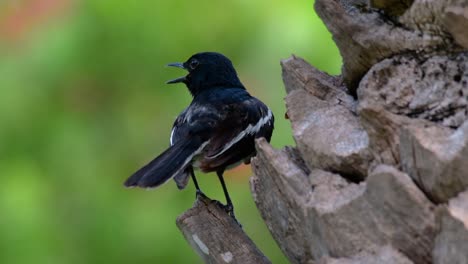 the oriental magpie-robin is a very common passerine bird in thailand in which it can be seen anywhere