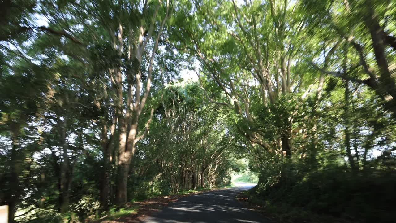 경치 좋은, 나무로 둘러싸인 도로를 내려다보는 드라이브