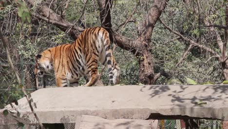 a big bengal tiger in zoo park in indore, india