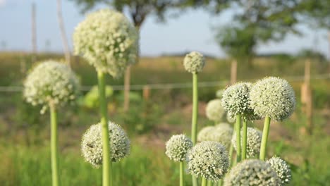 Blooming-white-onion-plant-in-garden