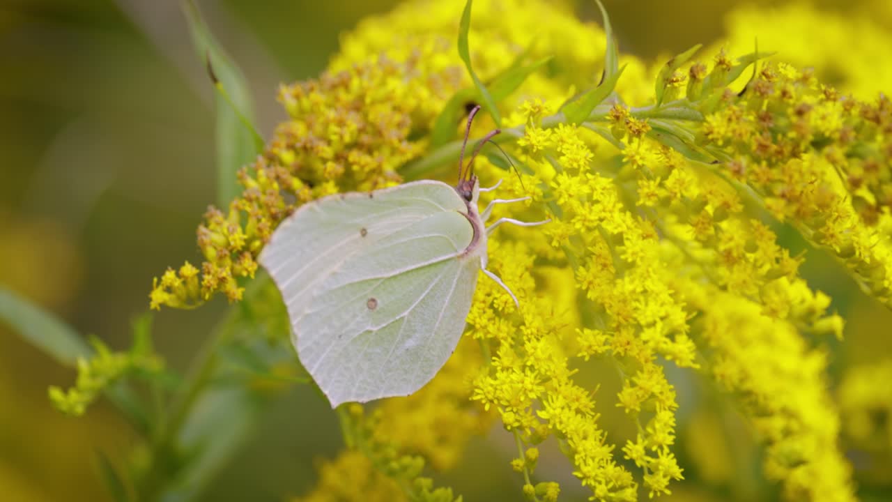 큰  ⁇  나비 (pieris brassicae) 는 유럽, 북아프리카, 아시아 전역에서 흔히 볼 수 있는 큰  ⁇  나비입니다. 종종 농업 지역, 초원 및 공원에서 볼 수 있습니다.