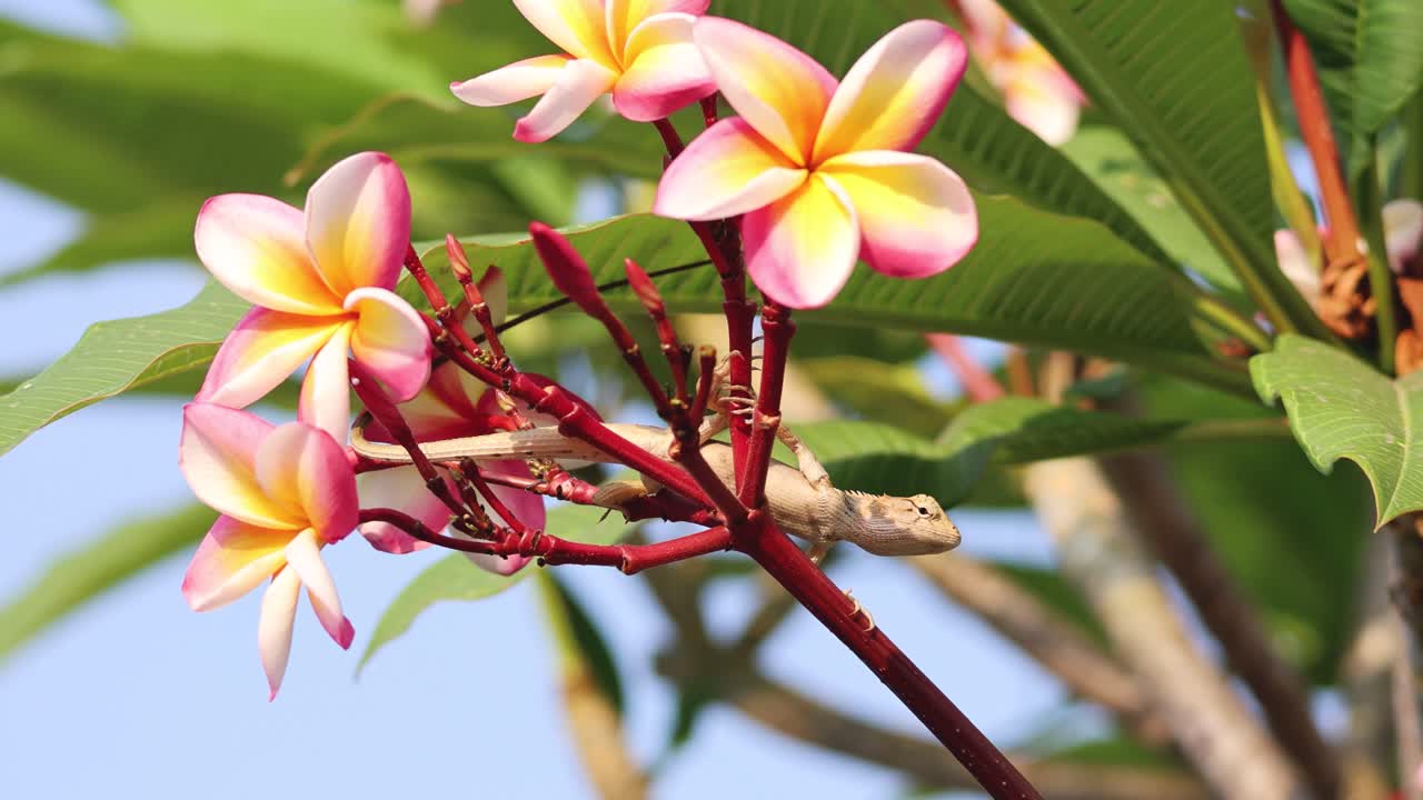 lagarto navegando a través de las coloridas flores de plumeria