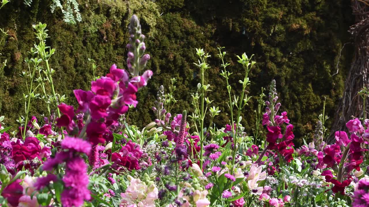 timfloralis 2019 - 꽃 축제, 티미쇼아라, 루마니아