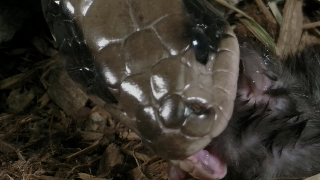Extreme close up of Brazilian smooth snake eating a mouse