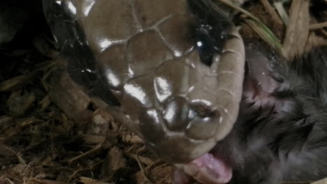 Extreme close up of Brazilian smooth snake eating a mouse