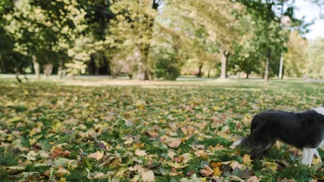 Handheld-Ansicht-Eines-Kindes,-Das-Mit-Einem-Hund-An-Der-Frischen-Luft-Spielt