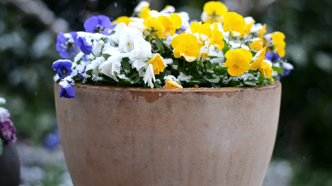 Neve che cade dolcemente su un vaso splendido di fiori colorati e vivaci all'aperto in un giardino in primavera.