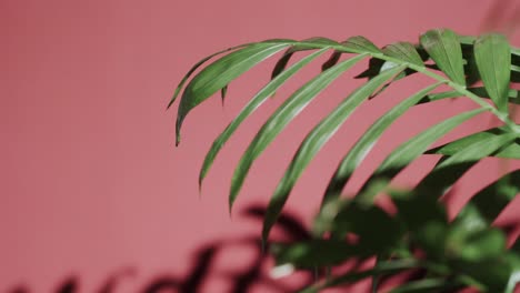 close up of green leaves on pink background with copy space in slow motion