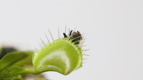 venus planta atrapamoscas con mosca doméstica atrapada