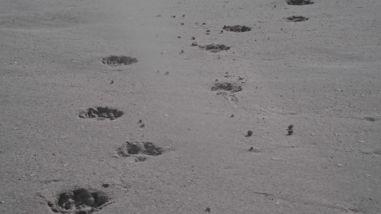Dog paw prints in beach sand as strong wind blows over