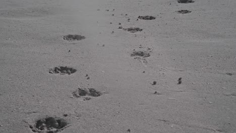 dog paw prints in beach sand as strong wind blows over