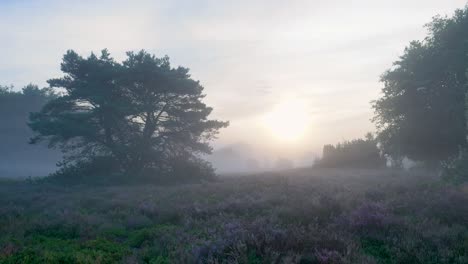 Misty Sunrise over Heather Field
