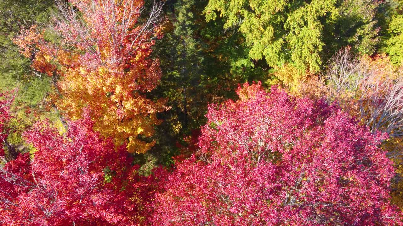 дронный вид группы деревьев в различных оттенках осенних цветов