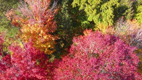 drone view of a group of trees in various shades of autumn colors