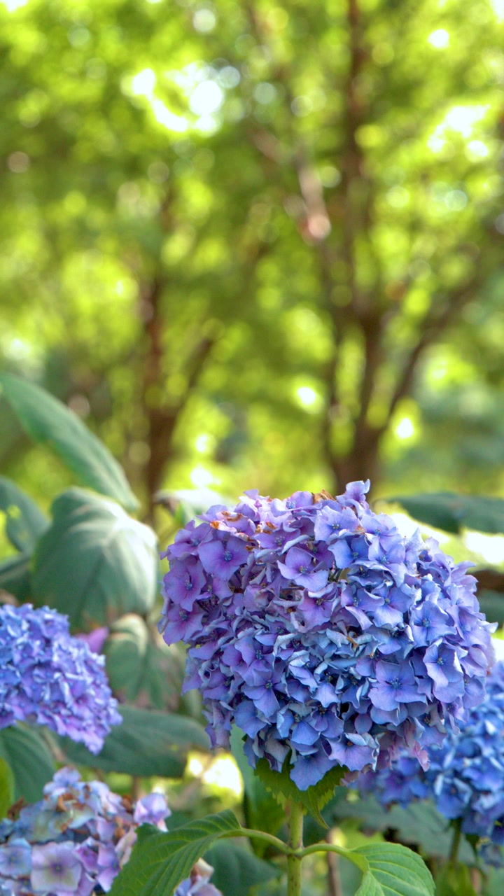 Hydrangea blooms in Amsterdam park, camera pulls focus to blurred green background, natural daylight