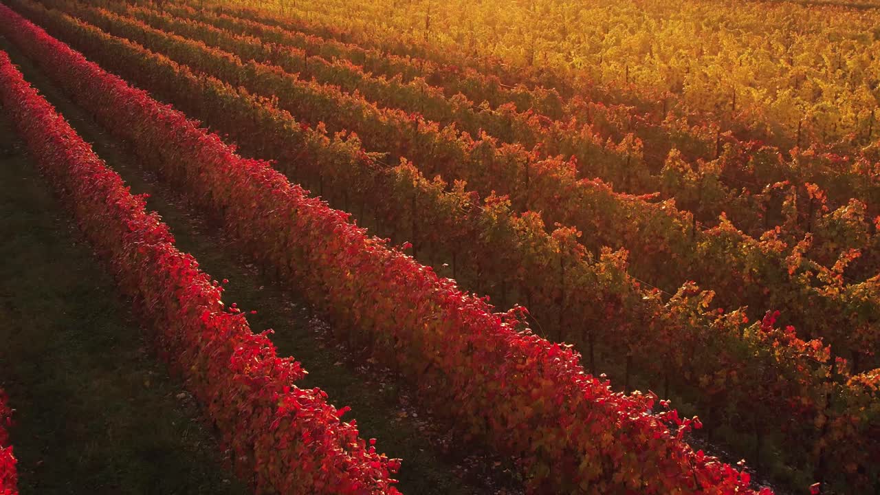 Vista aerea su un vigneto autunnale con foglie rosse e arancioni, nella campagna italiana, al tramonto.