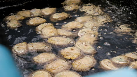 abalone crawling on black film in aerated tank