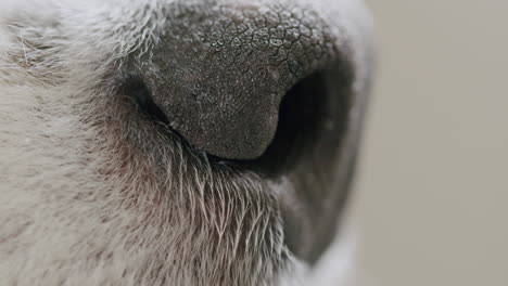 extreme close up shot of the snout of a cute australian shepherd