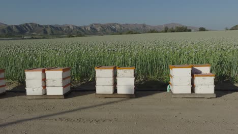 close-up of wooden beehives on a lush green onion farm under a sunny sky