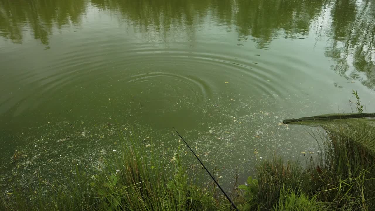 노리치 우드레이크 공원에서 그물을 들고 있는 어부에게 잡히는 녹색 머키 연못의 잉어