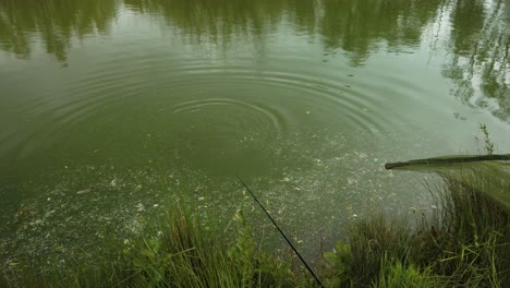 Karpfen-Im-Grünen-Merky-Teich,-Der-Von-Einem-Fischer-Mit-Netz-Im-Woodlake&#39;s-Park,-Norwich,-Gefangen-Wird