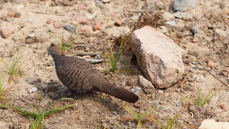 un pájaro busca comida en el suelo