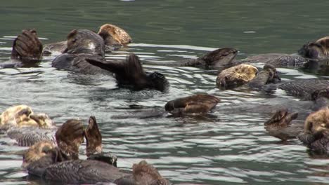 Süßer-Seeotter,-Der-Sich-Zwischen-Den-Anderen-Mitgliedern-Der-Kolonie-Im-Wasser-Rollt