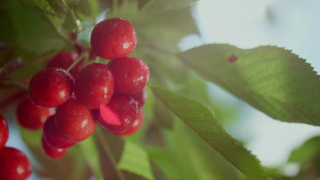 fresh red cherry branch tree in summer garden closeup. rwa seasonal dessert.