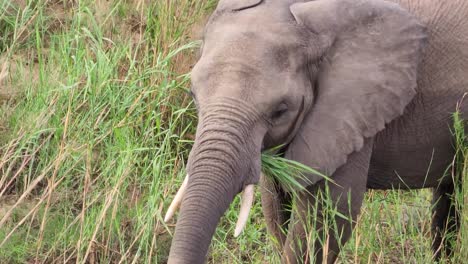 Close-up-on-young-grey-bush-elephant-grazing-on-Kruger-national-park-wilderness-grass