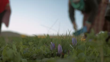 saffron harvest: hands carefully picking crocus flowers in a field