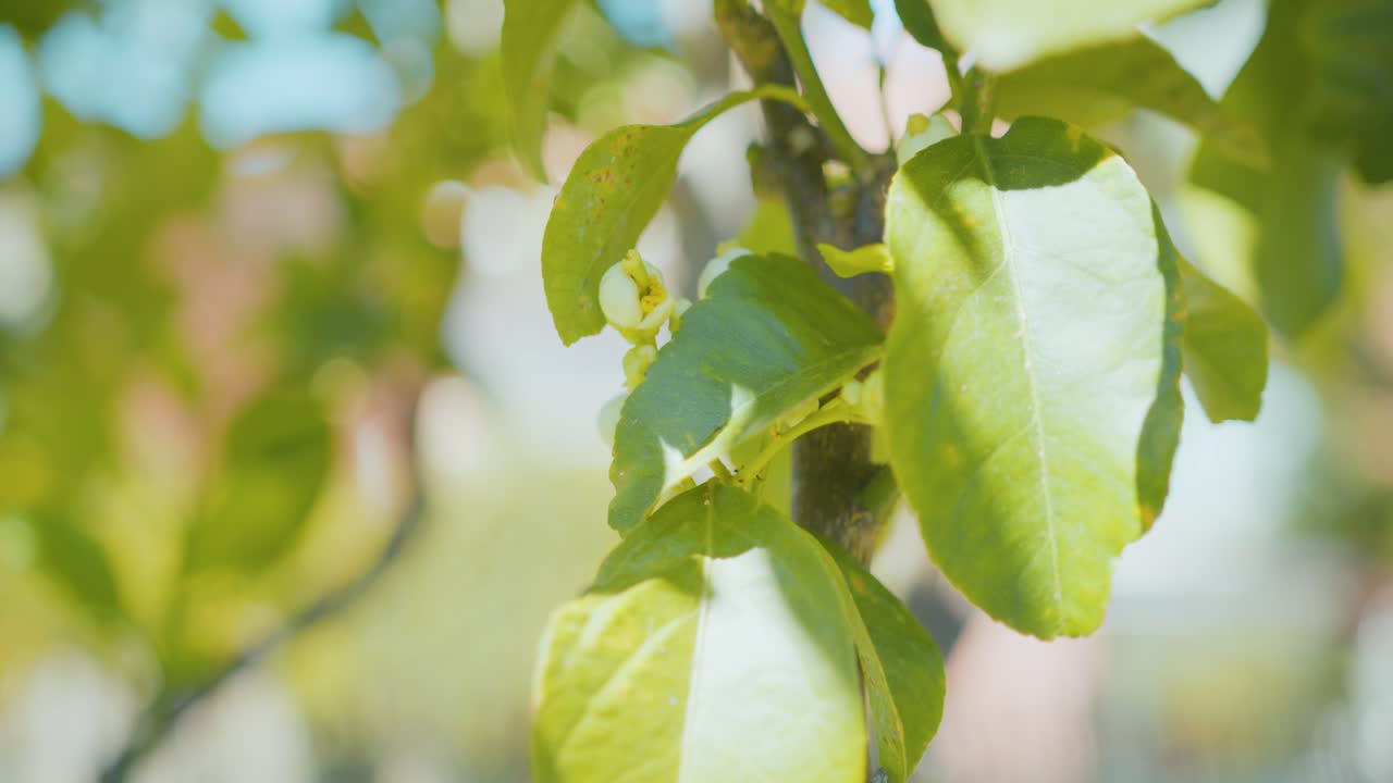 pequeña flor en un árbol de limón, limones a punto de crecer