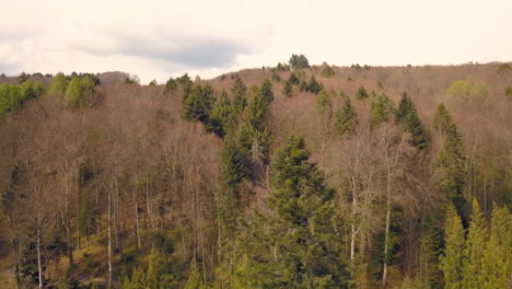 aerial ascending over arboretum of aubonne forest, switzerland