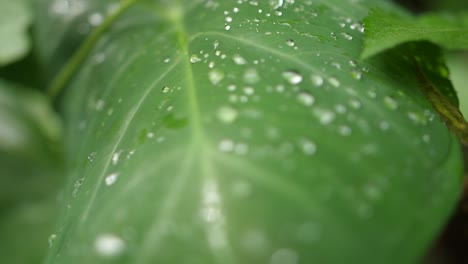 A-close-up-slow-motion-dolly-shot-of-a-lush-green-leaf-with-water-drops-on-it