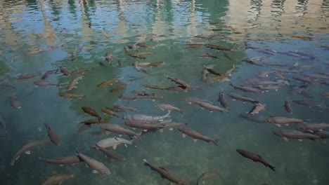 Peces-En-Khalil-Ibrahim,-Este-Lago-Artificial-Tiene-Una-Antigua-Leyenda