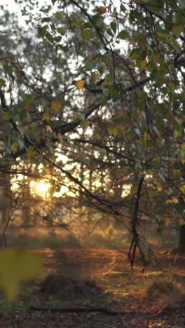 sunlit forest path