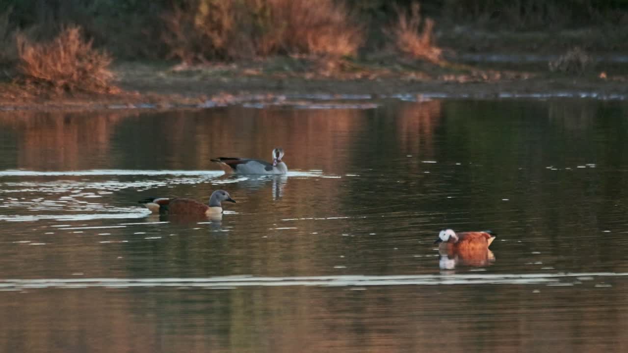 A pair of white faced ducks and a pair of Egyptian Geese on a pond at sunset