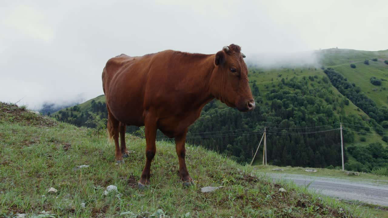 산의 풀에서 갈색 소