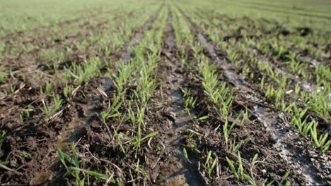 young grains growing on field