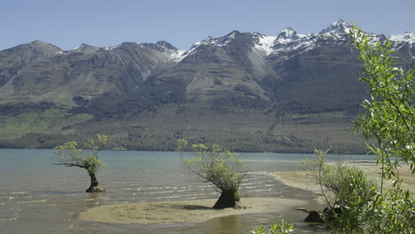 wierzby w płytkiej wodzie nad jeziorem wakatipu w nowej zelandii