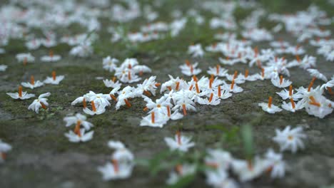el jazmín nocturno, la flor seuli o shefali es la flor símbolo del festival saradiya o durga puja en la temporada de otoño