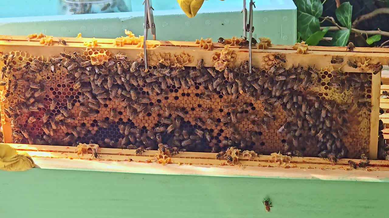 Close-up of beekeeper’s hand turning hive frames full of bees in search of the queen