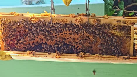 close-up of beekeeper’s hand turning hive frames full of bees in search of the queen
