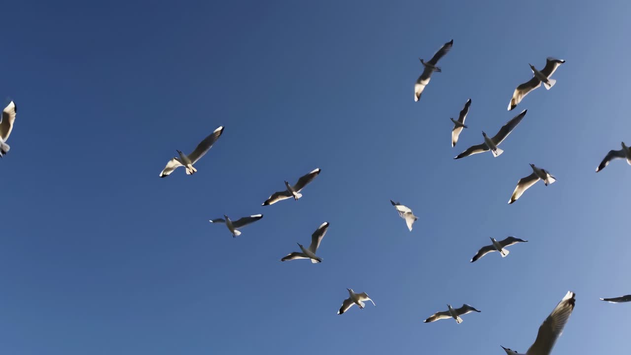 Video captures a flock of birds soaring against a clear blue sky, shot from a low-angle perspective