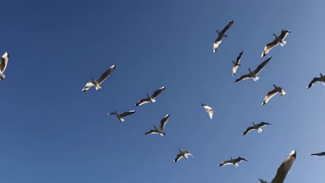 video captures a flock of birds soaring against a clear blue sky, shot from a low-angle perspective