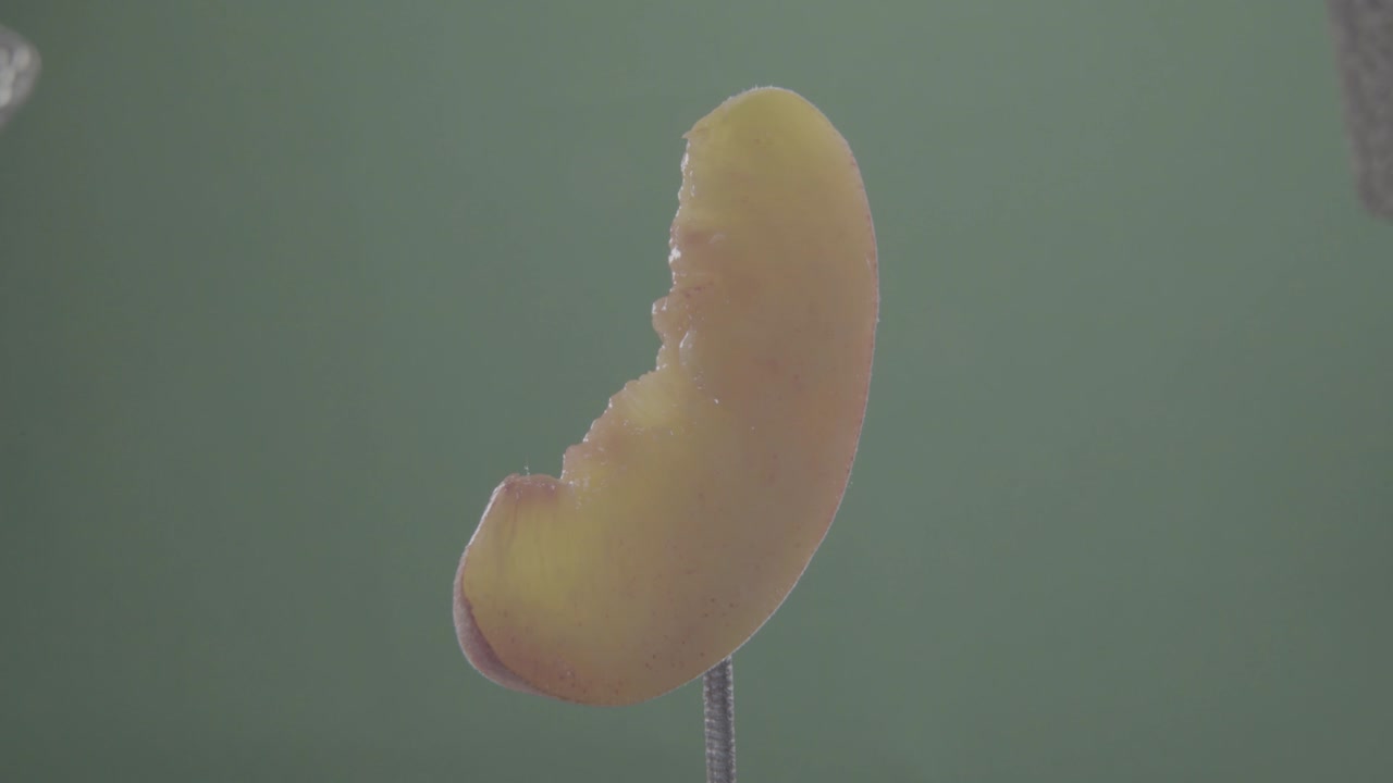 peach girando con bucle en pantalla verde para la llave de croma